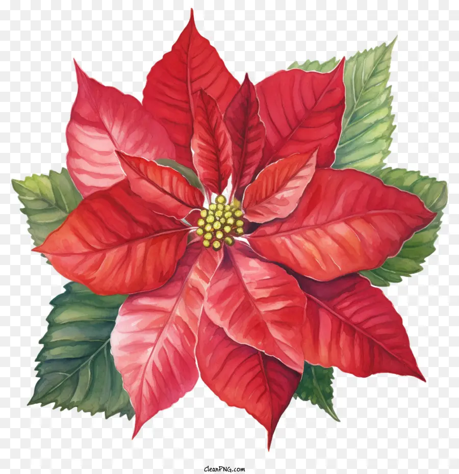 Poinsettia，Bunga Poinsettia PNG