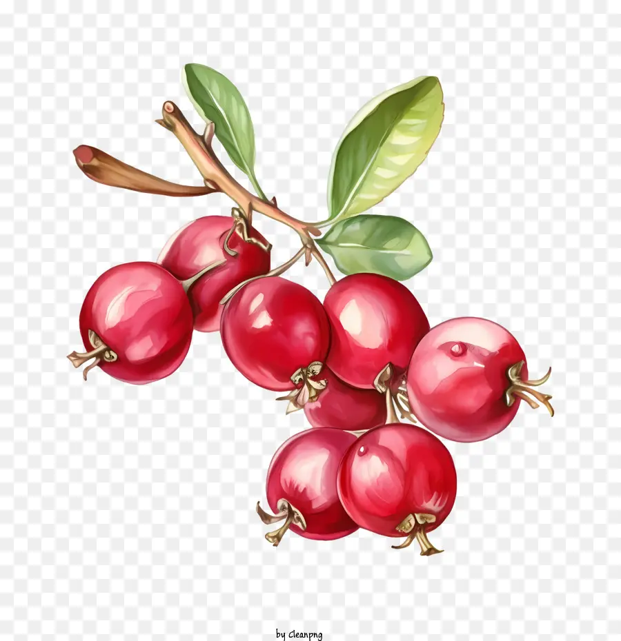 Cranberry，Berry Merah PNG