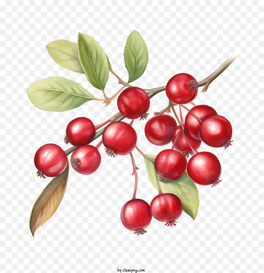 Cranberry，Apple PNG