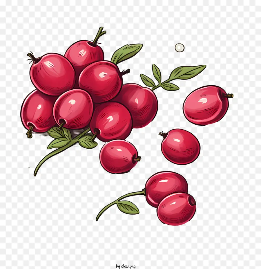 Cranberry，Buah Beri PNG