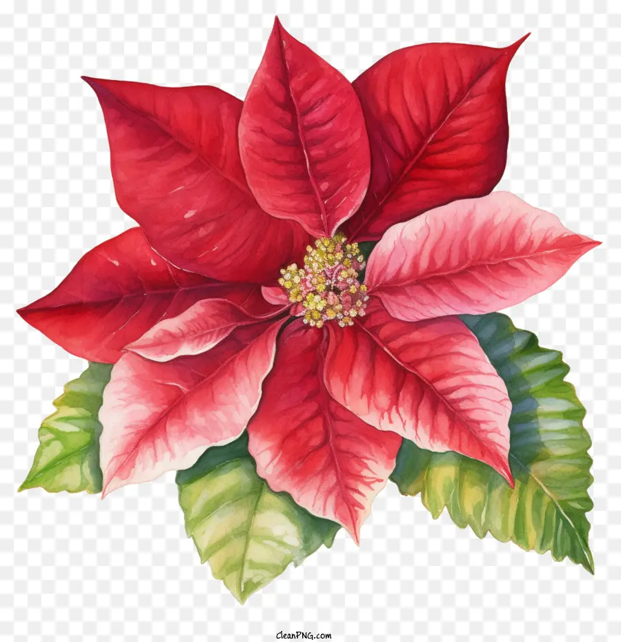 Poinsettia，Bunga Poinsettia PNG