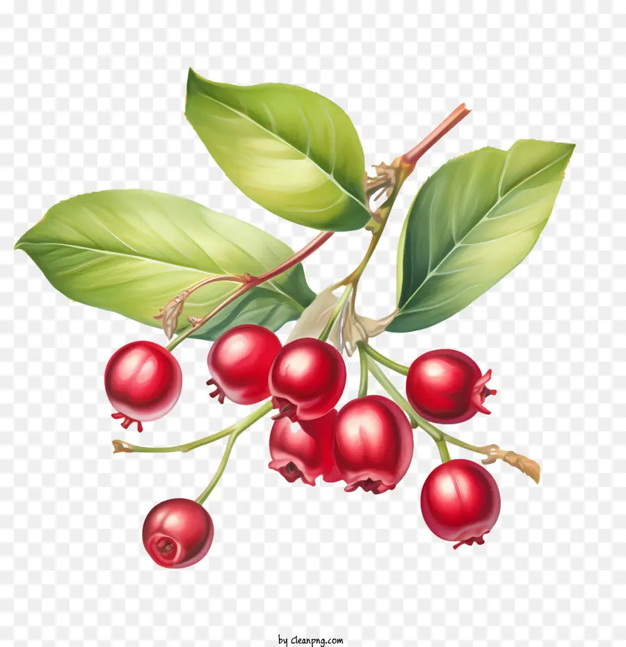 Cranberry Merah，Buah PNG
