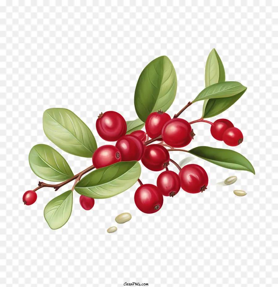 Cranberry Merah，Berry Merah PNG