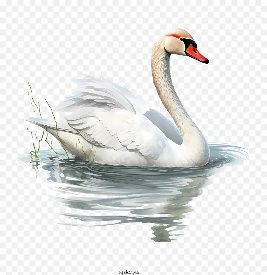 Swan，Air PNG