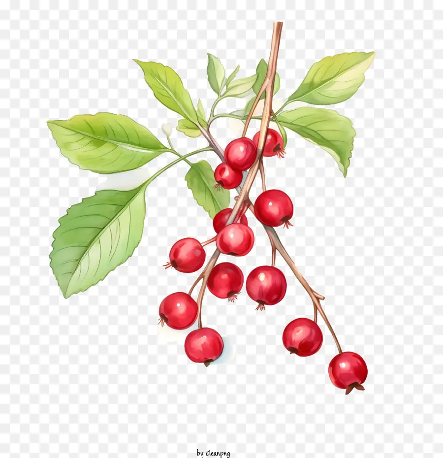 Cranberry Merah，Cherry PNG