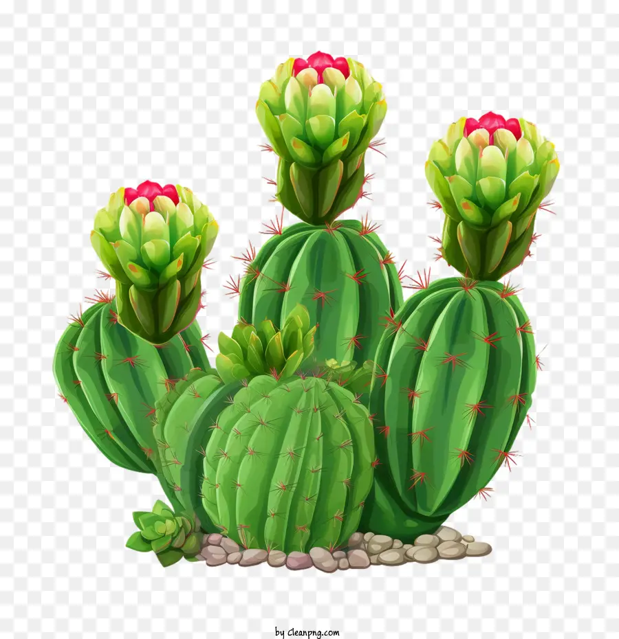 Sukulen，Kaktus PNG