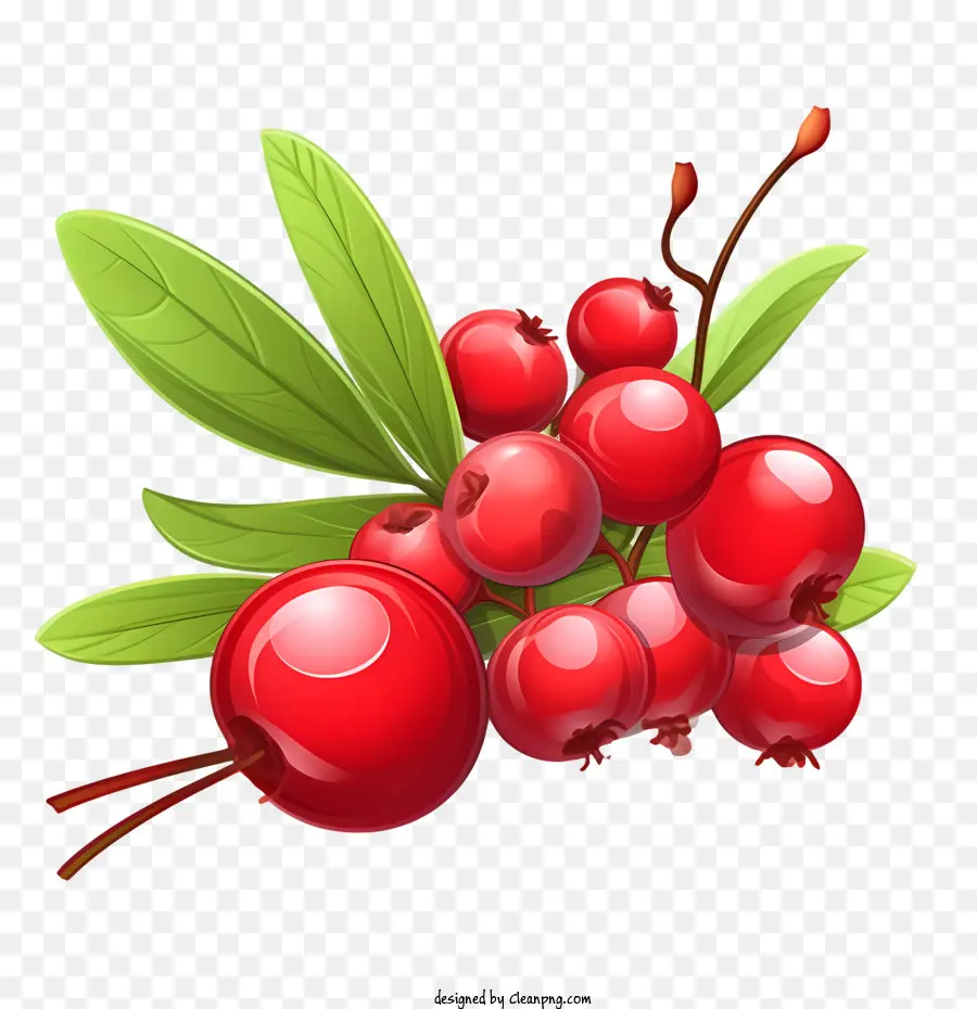 Cranberry Merah，Buah Beri PNG