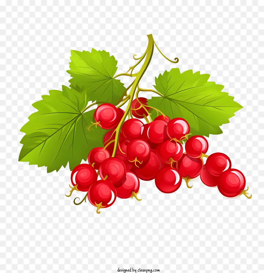 Cranberry Merah，Red Curran PNG