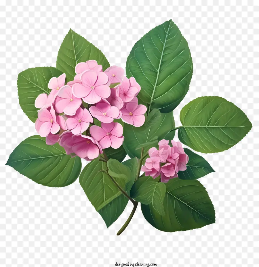 Bunga Hydrangea，Bunga Merah Muda PNG