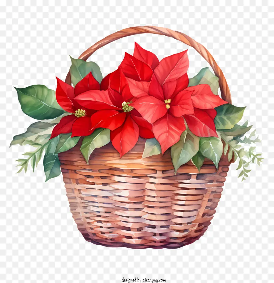 Poinsettia，Holly PNG