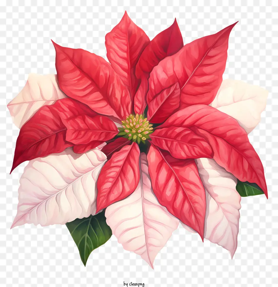 Poinsettia，Pink PNG