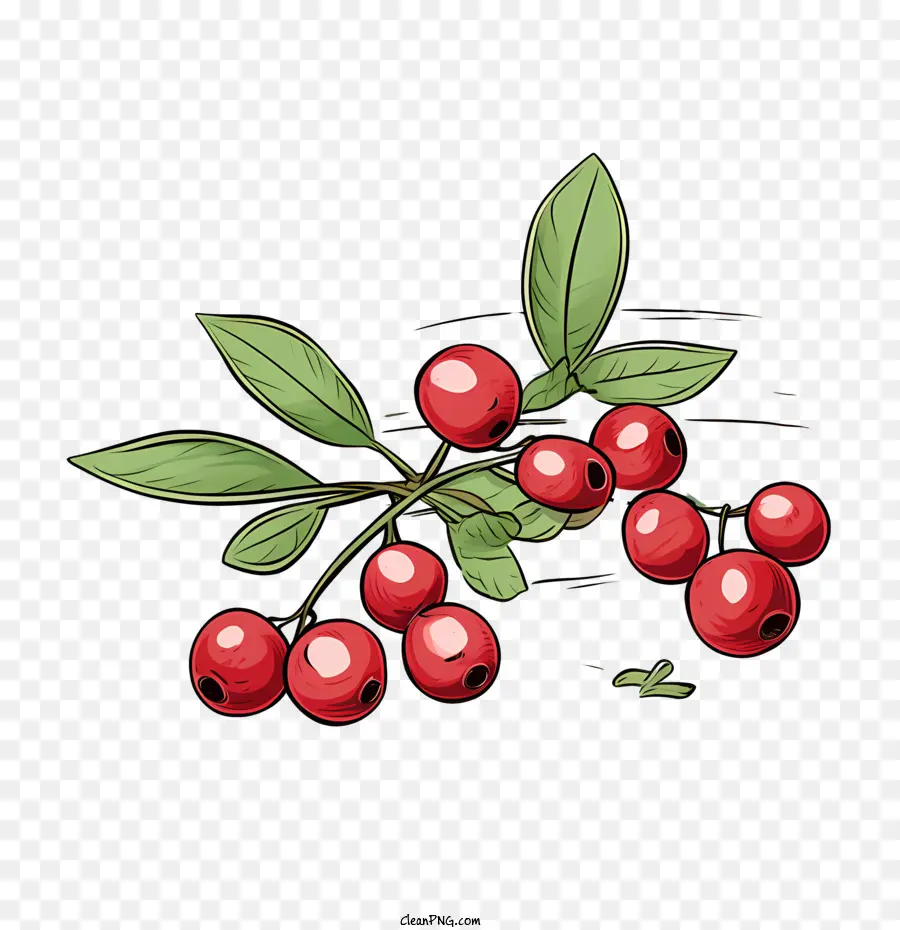 Cranberry，Buah PNG