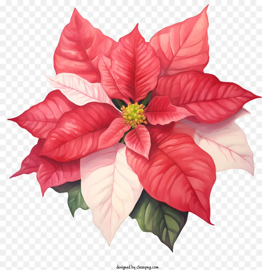 Poinsettia，Bunga PNG