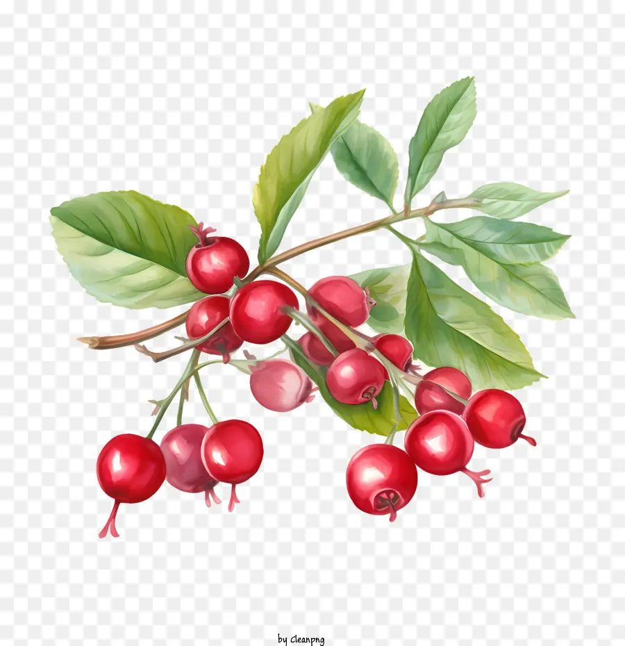 Cranberry，Berry Merah PNG