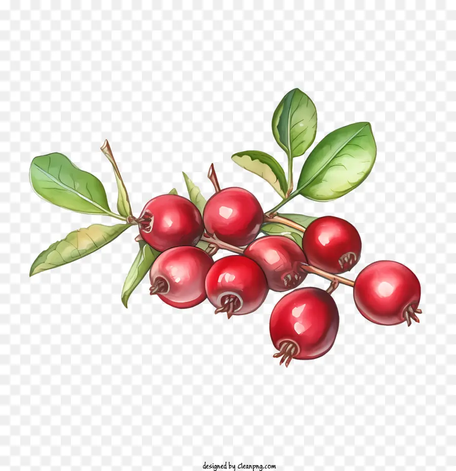Cranberry，Cranberry Matang PNG