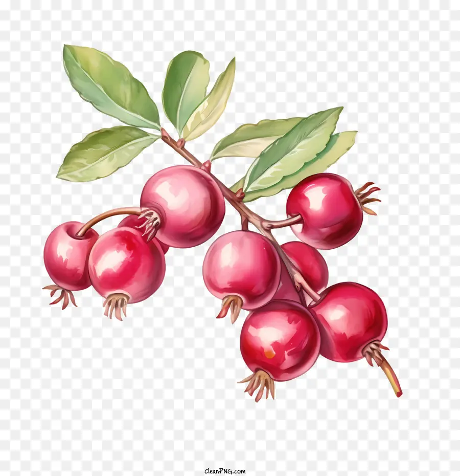 Cranberry，Berry Merah PNG