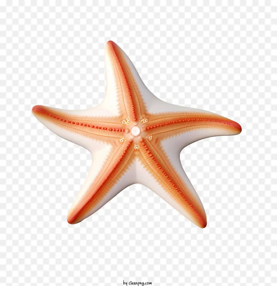 Bintang Laut，Terumbu Karang PNG