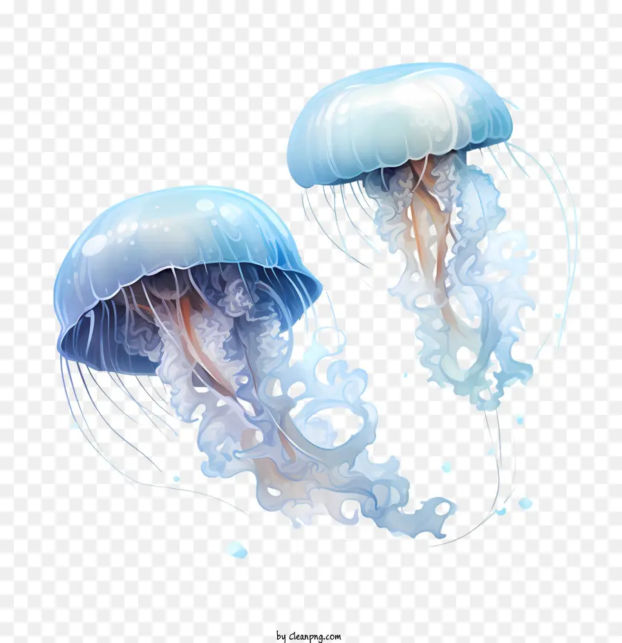 Hari Jellyfish Dunia，Ubur Ubur PNG