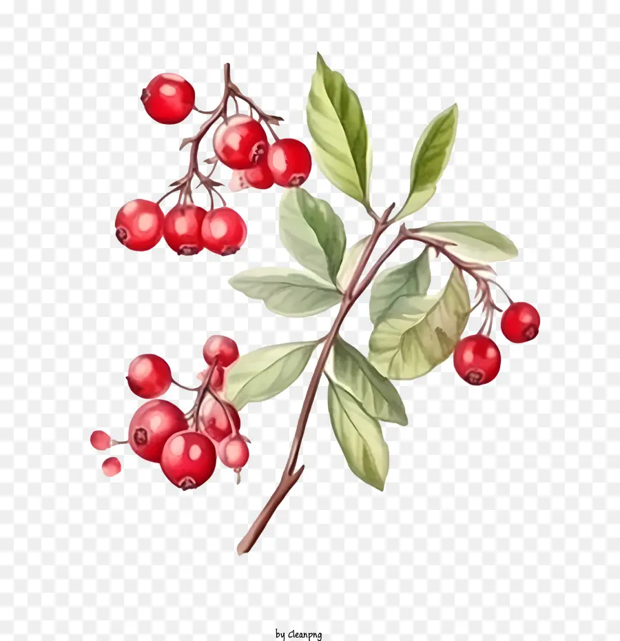 Cranberry Merah，Berry Merah PNG