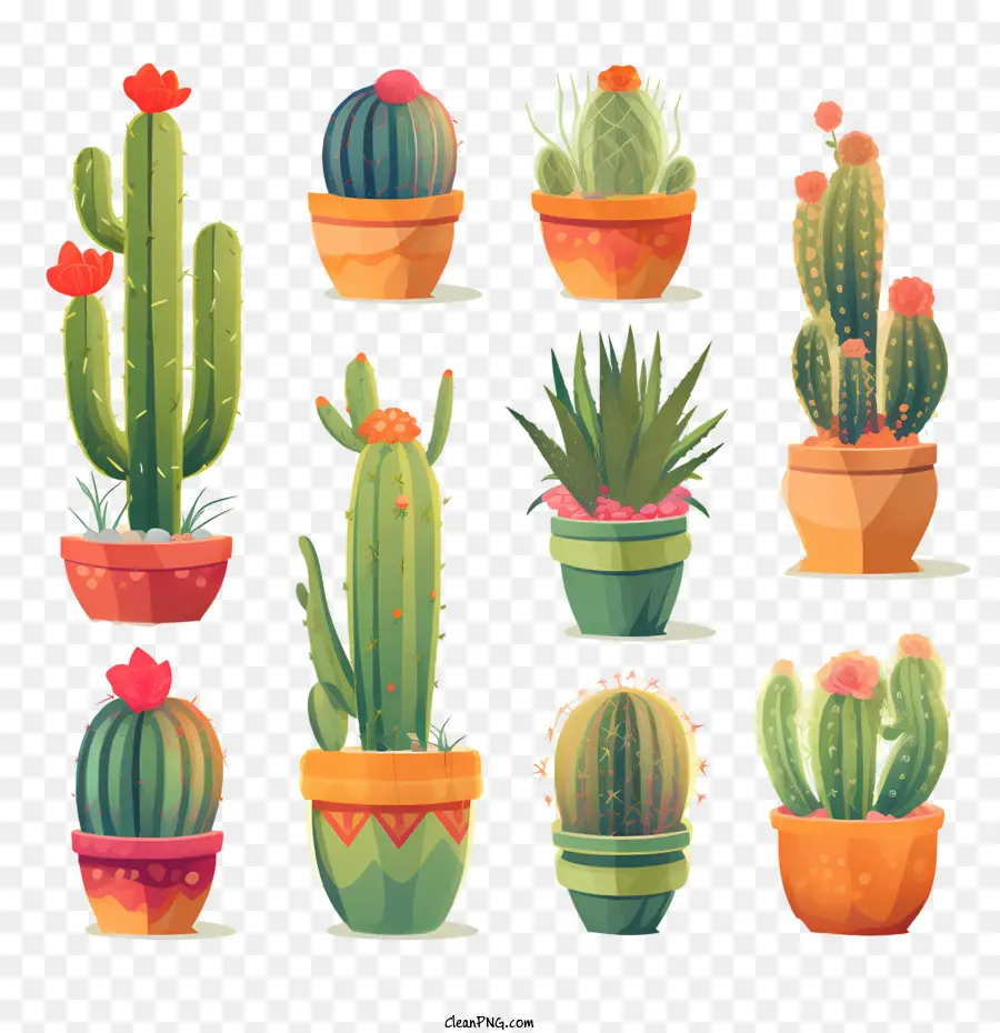 Kaktus，Succulents PNG