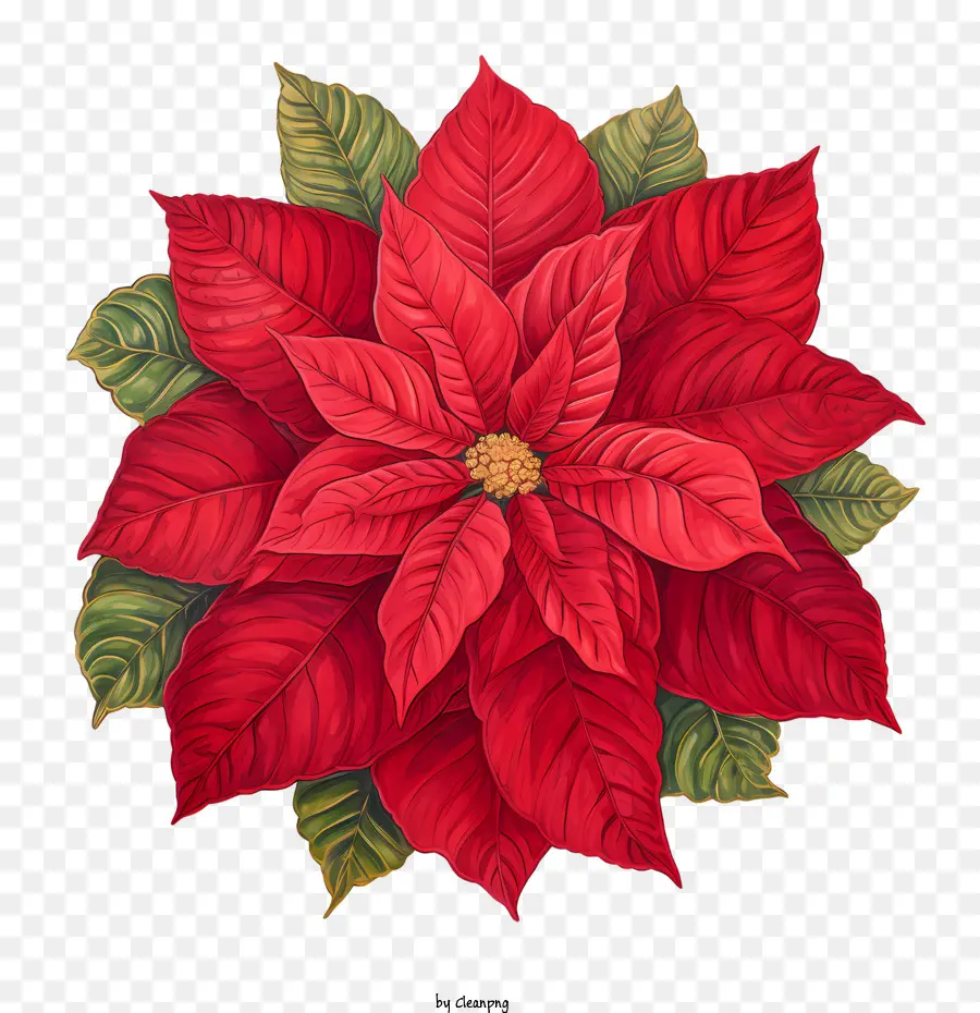 Poinsettia，Merah PNG