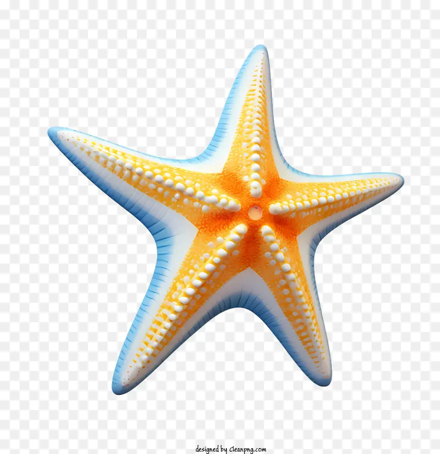 Bintang Laut，Makhluk Laut PNG