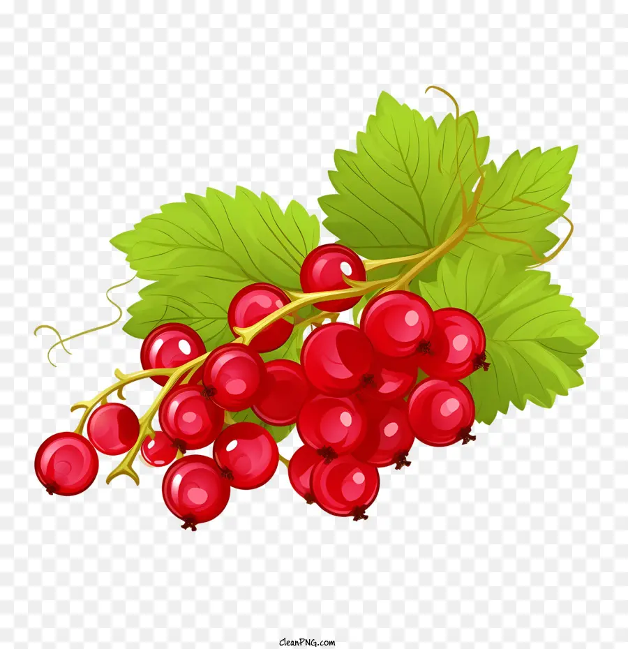 Cranberry，Raspberry PNG