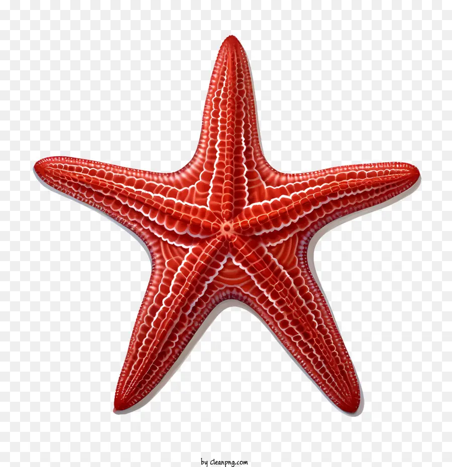 Bintang Laut，Merah PNG