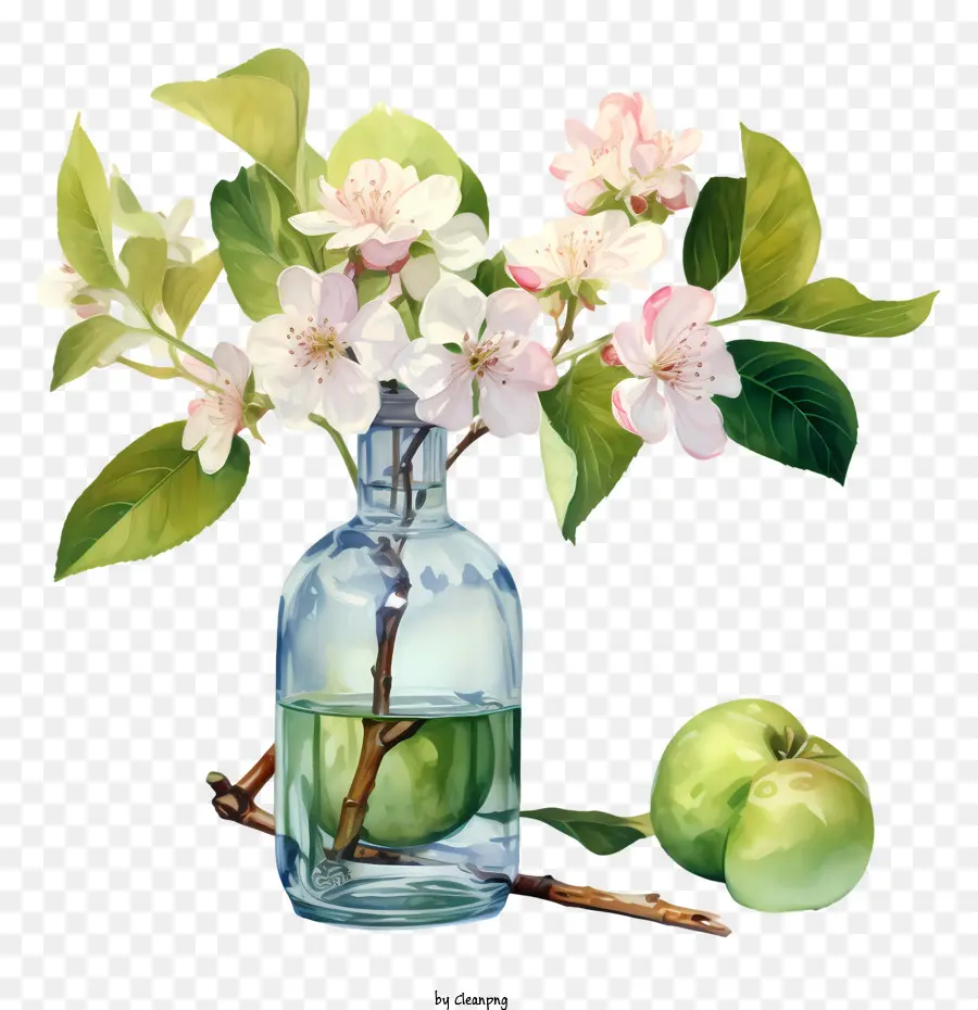 Apple Blossom，Apple PNG