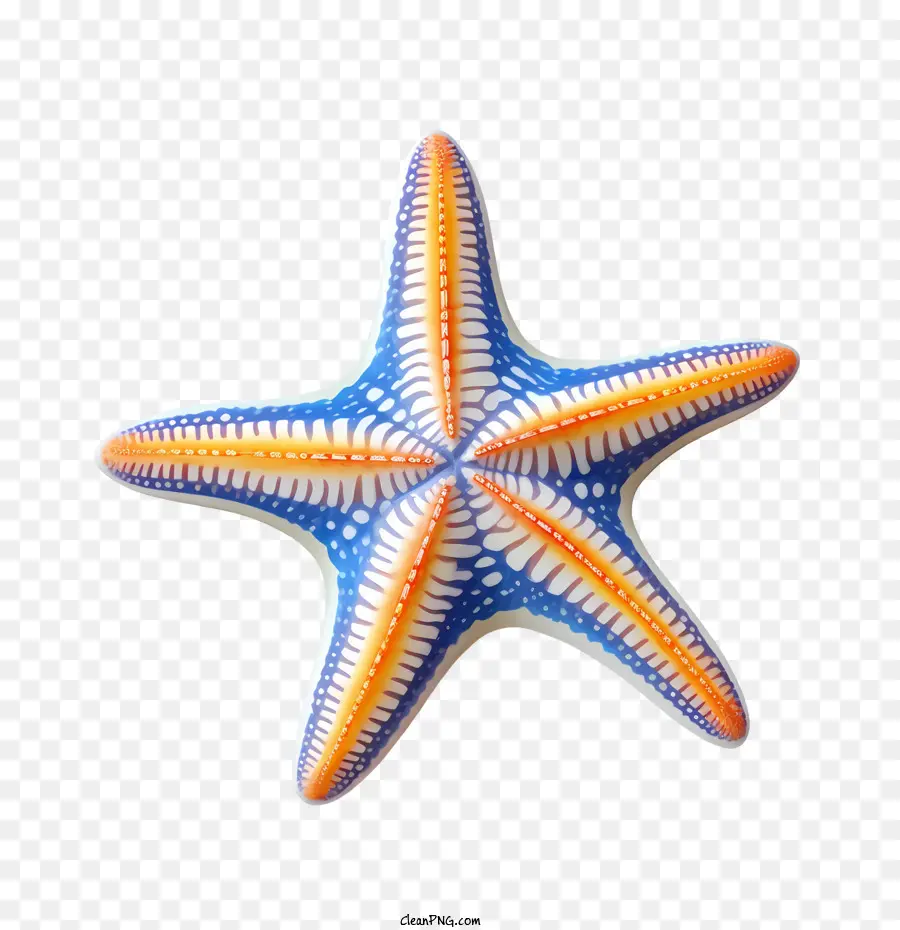 Bintang Laut，Laut PNG