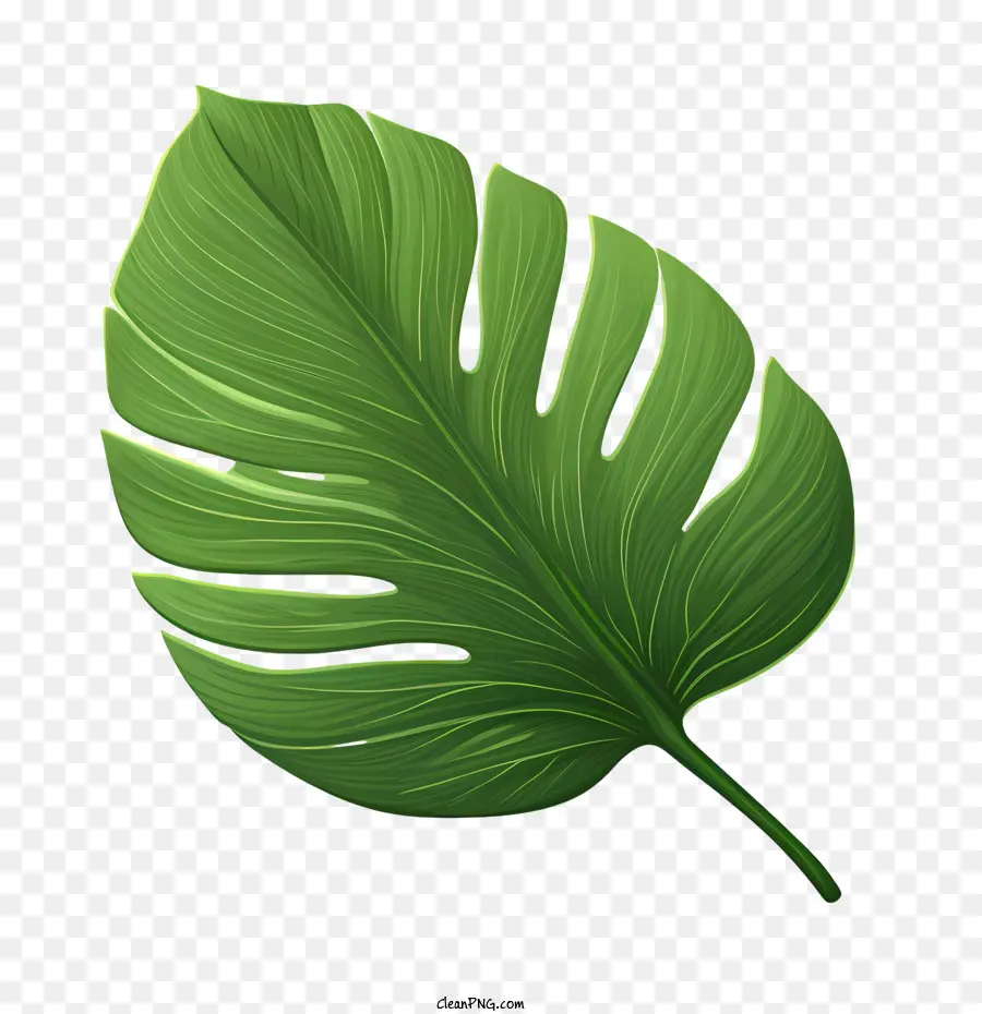 Daun Tropis，Daun PNG