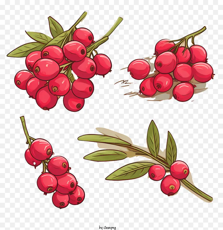 Cranberry，Cowberry PNG