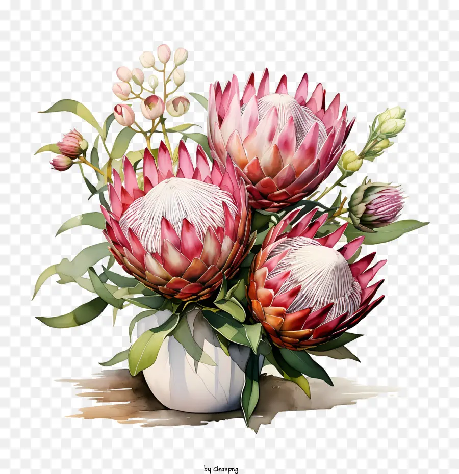 Protea Bunga，Bunga PNG
