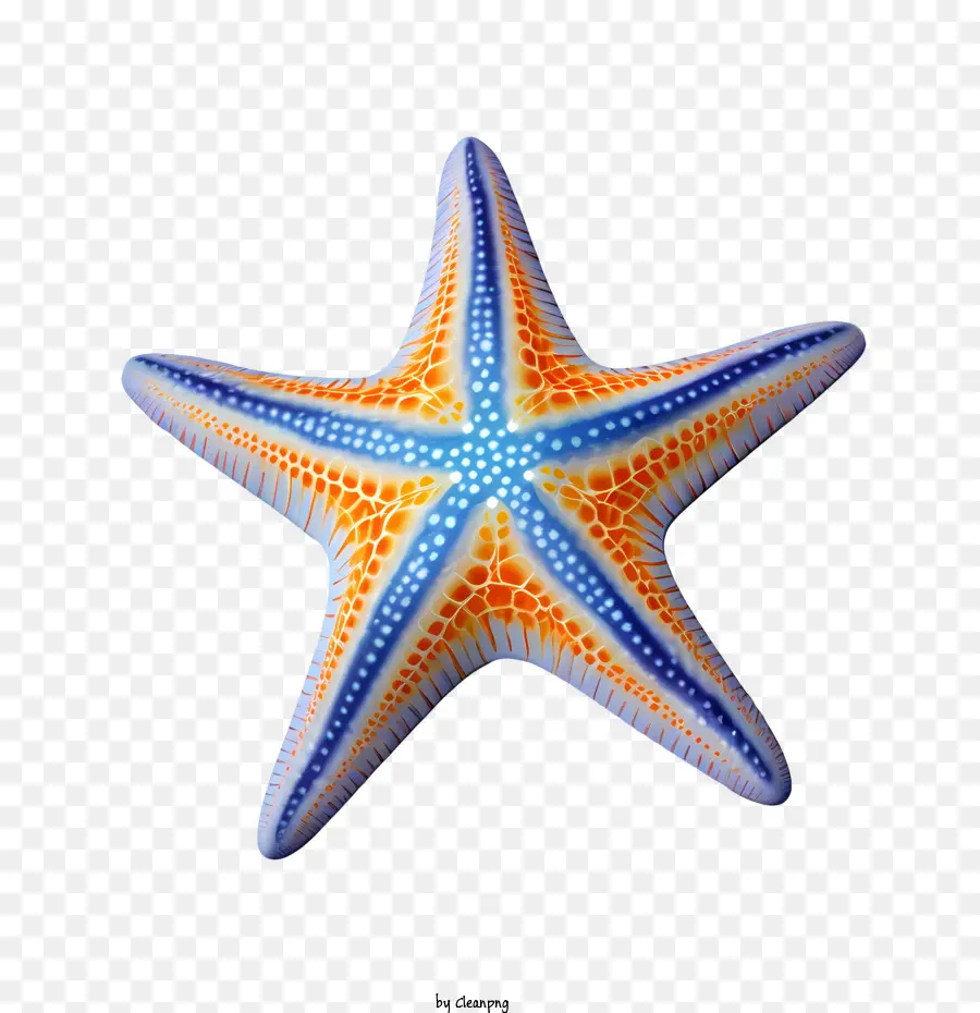 Bintang Laut，Hewan Laut PNG