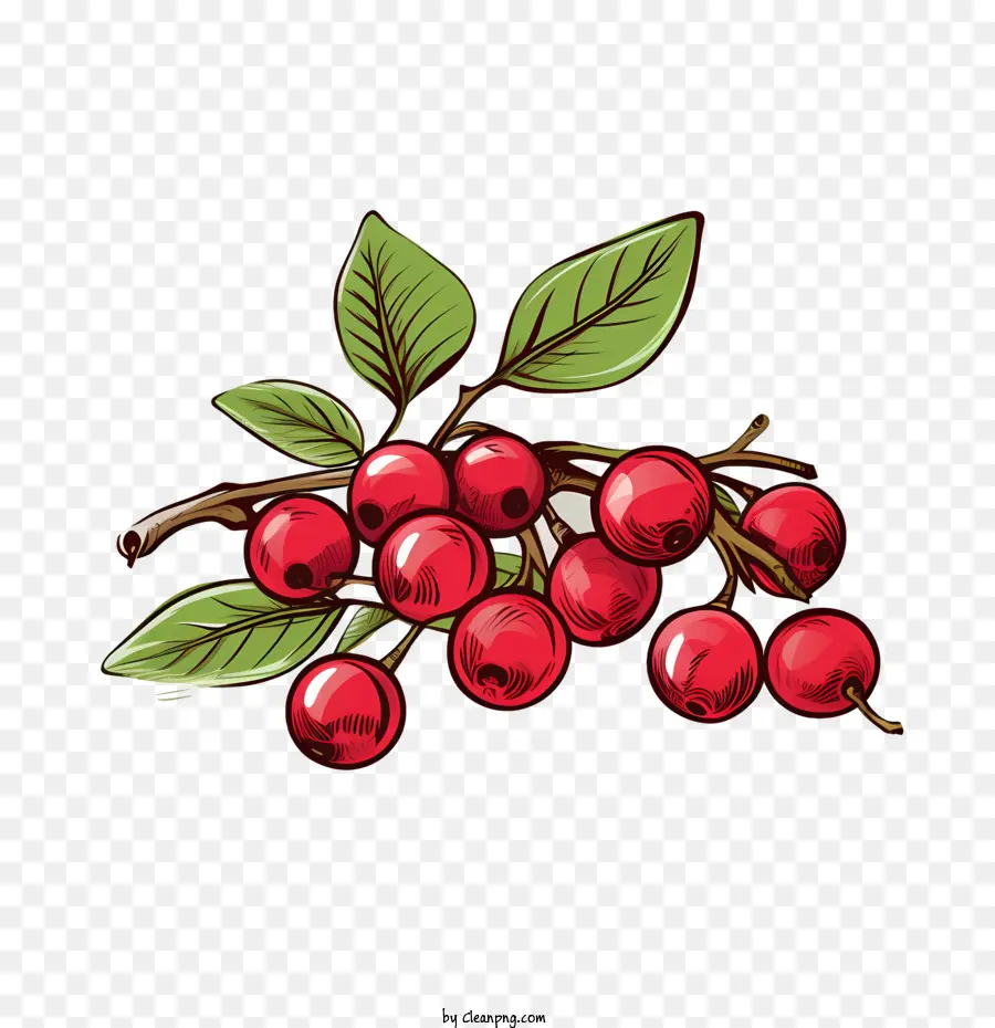 Cranberry Merah，Merah PNG