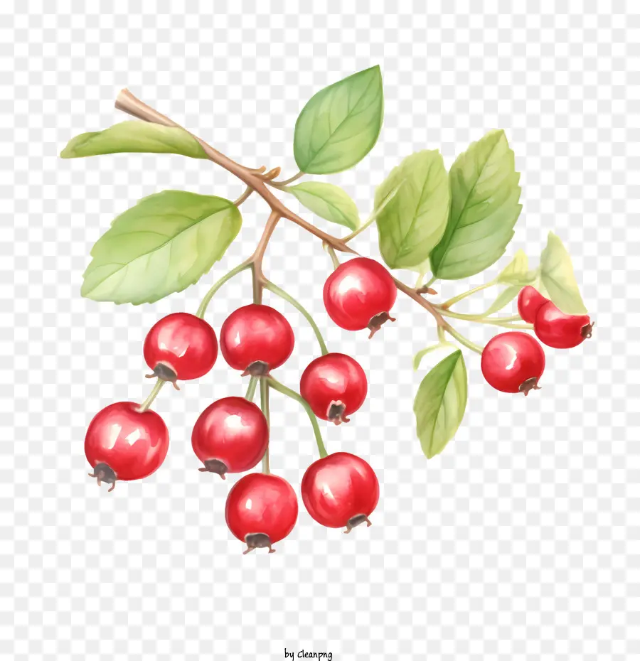 Cranberry Merah，Berry Matang PNG