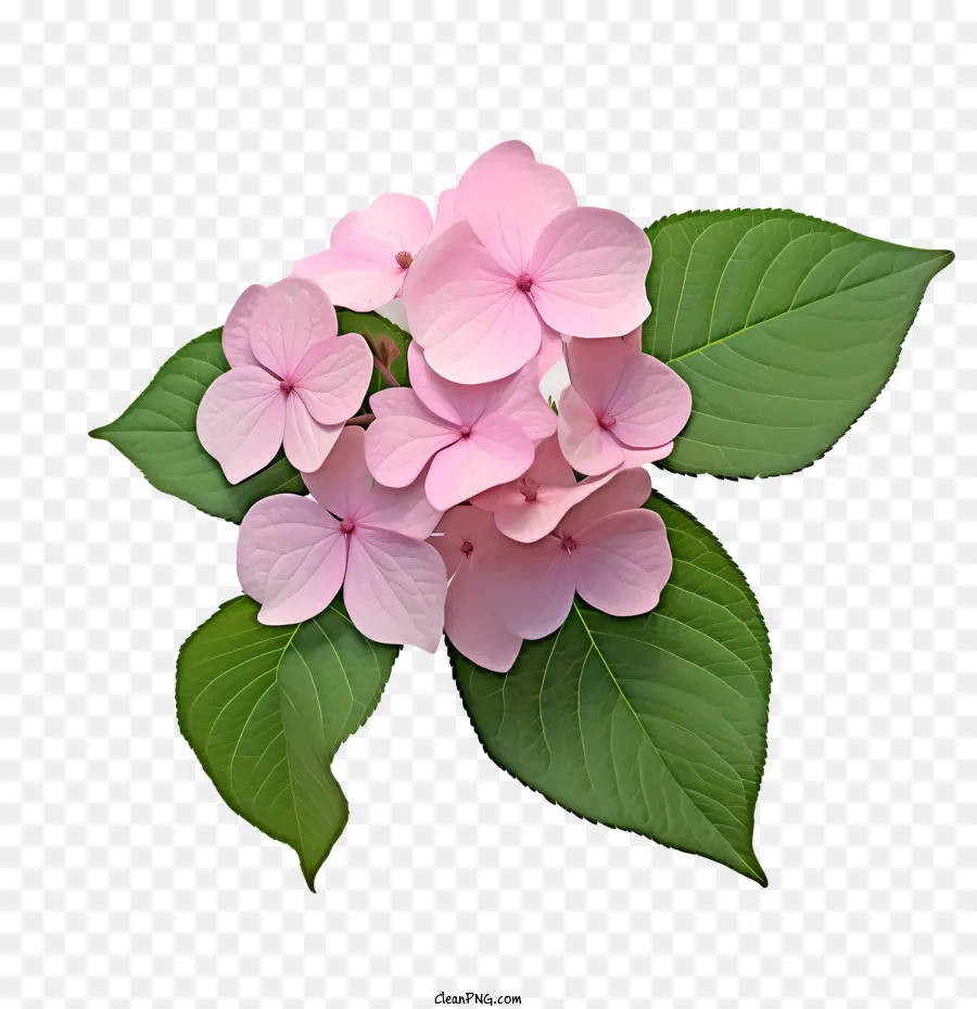 Bunga Hydrangea，Bunga Merah Muda PNG