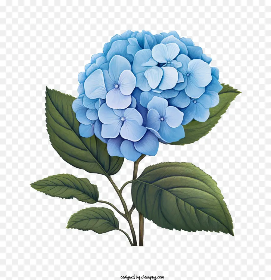 Bunga Hydrangea，Hydrangea Biru PNG