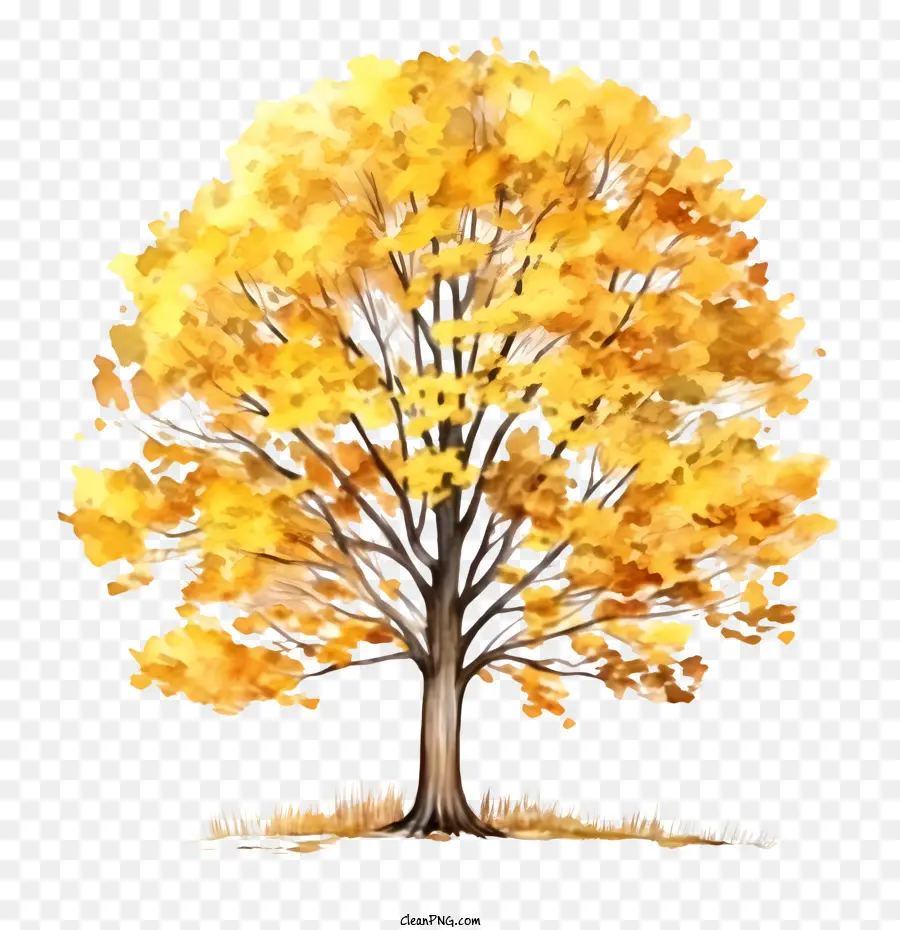Pohon Musim Gugur，Pohon Kuning Img PNG