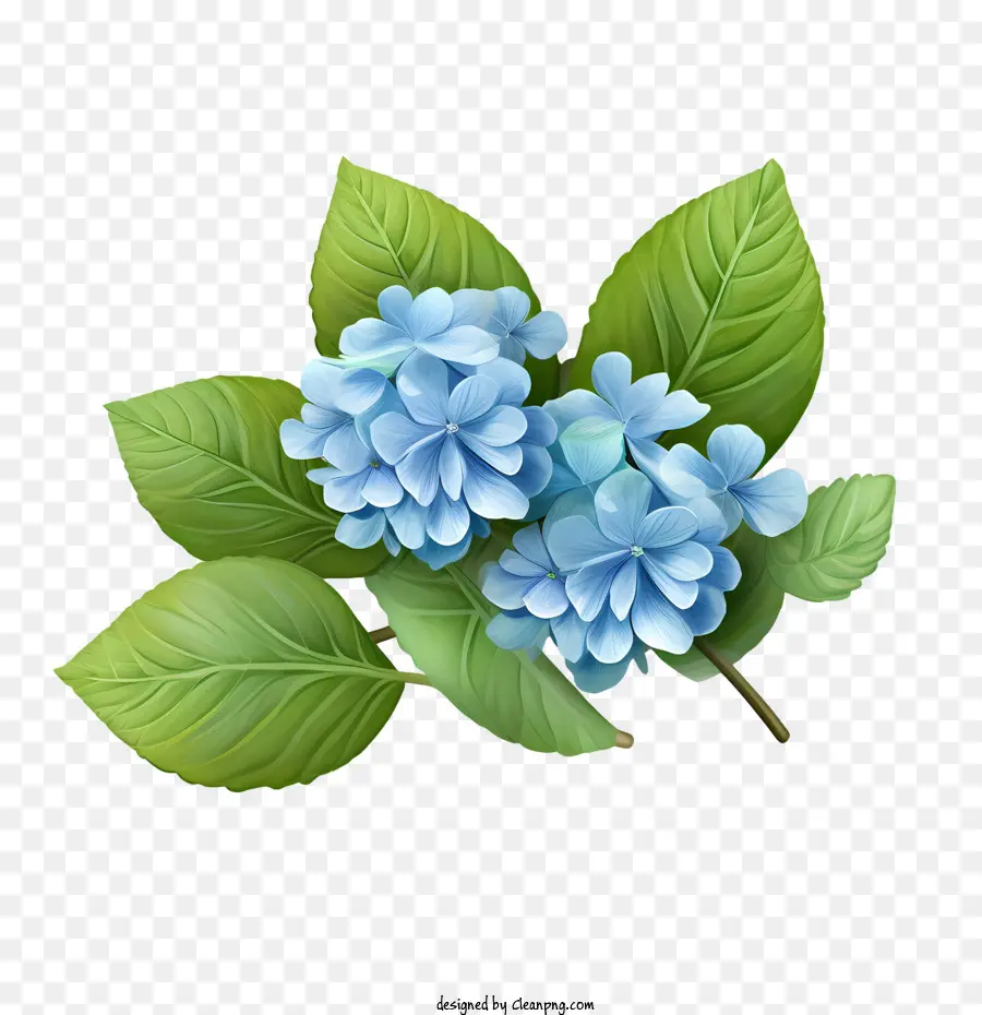 Bunga Hydrangea，Bunga PNG