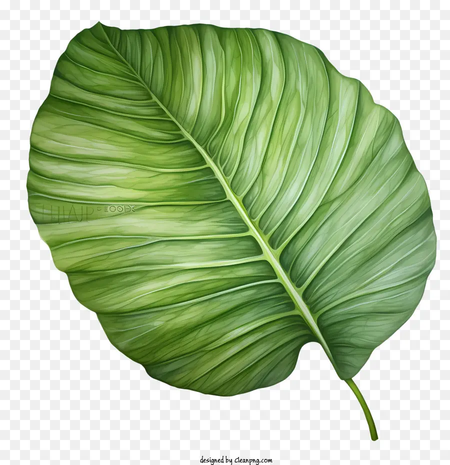 Tropical Daun，Daun PNG