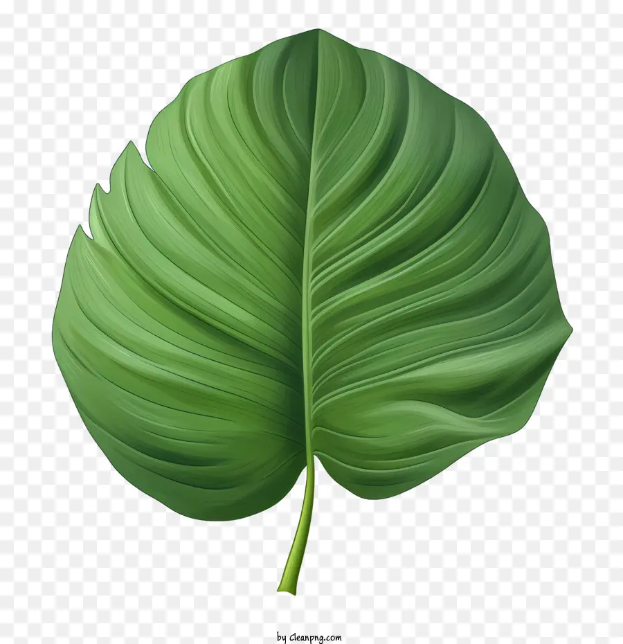 Daun Tropis，Daun PNG