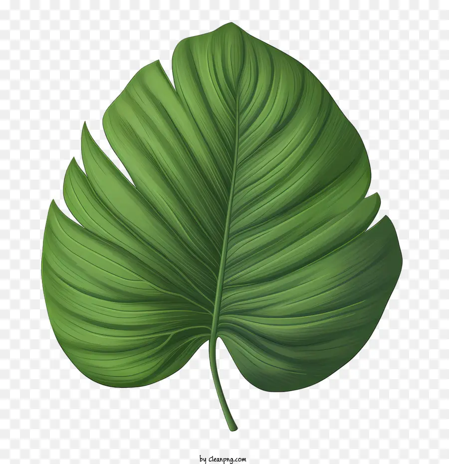 Daun Tropis，Daun PNG