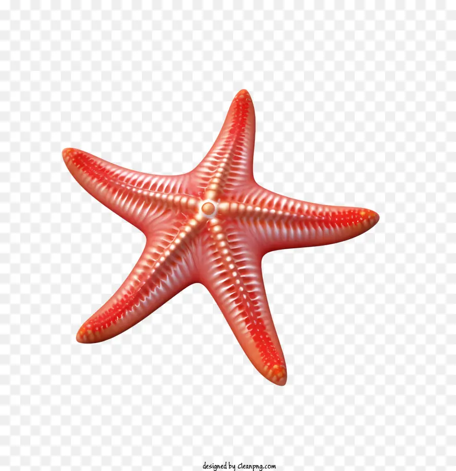 Bintang Laut，Merah PNG
