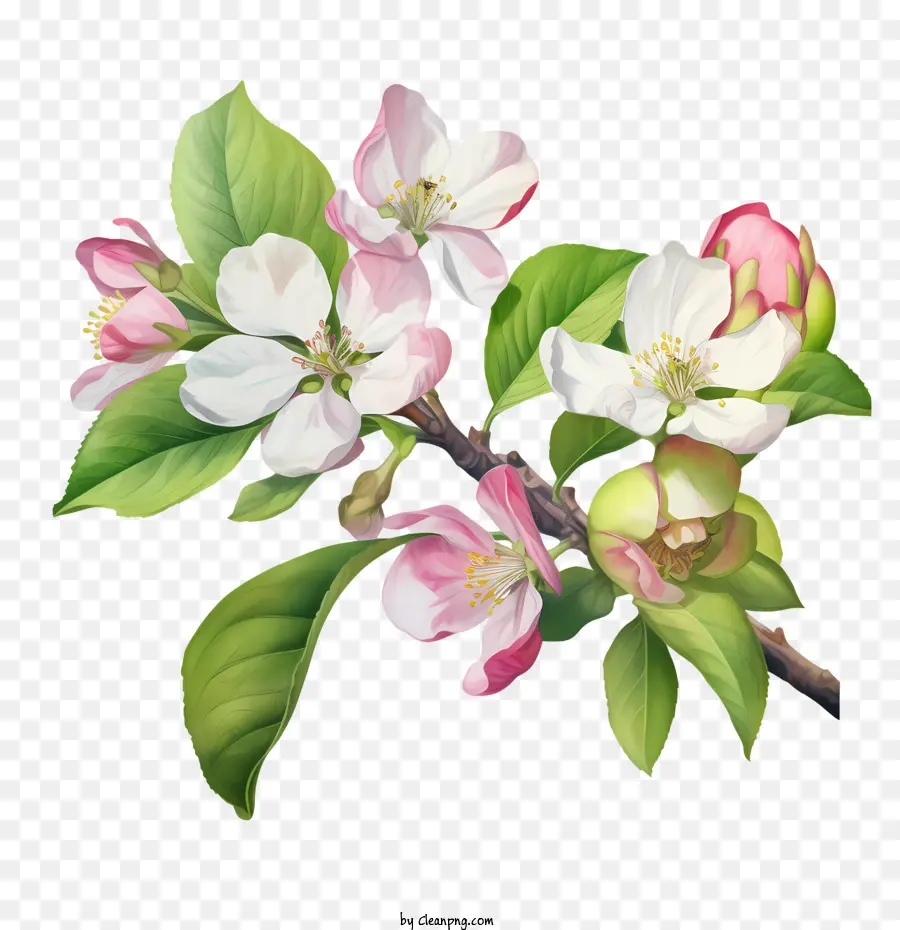 Apple Blossom，Bunga Apel PNG