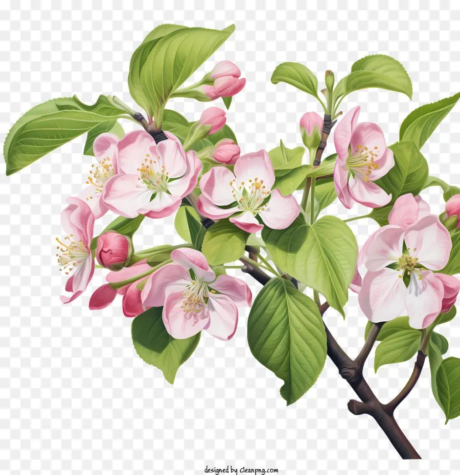 Apple Blossom，Bunga Apel PNG