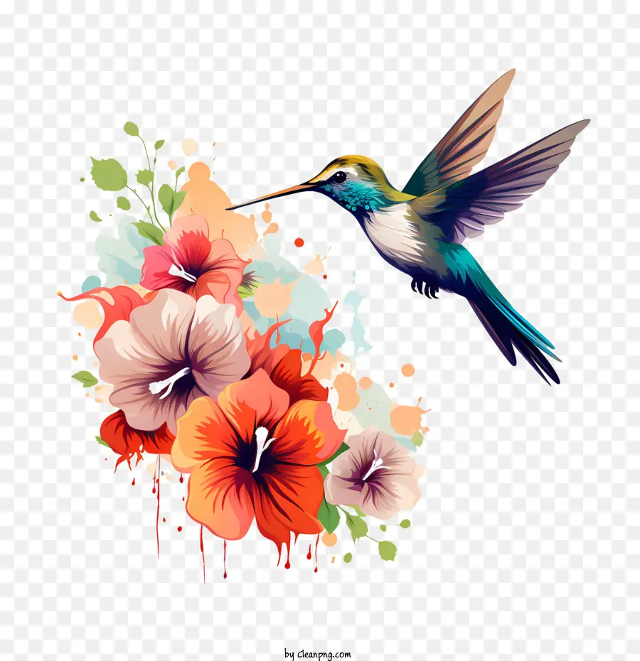 Hari Hummingbird，Burung PNG