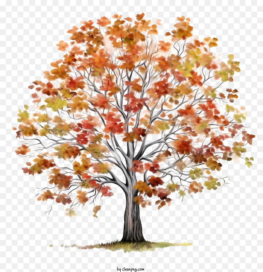 Pohon Musim Gugur，Warna Warni PNG