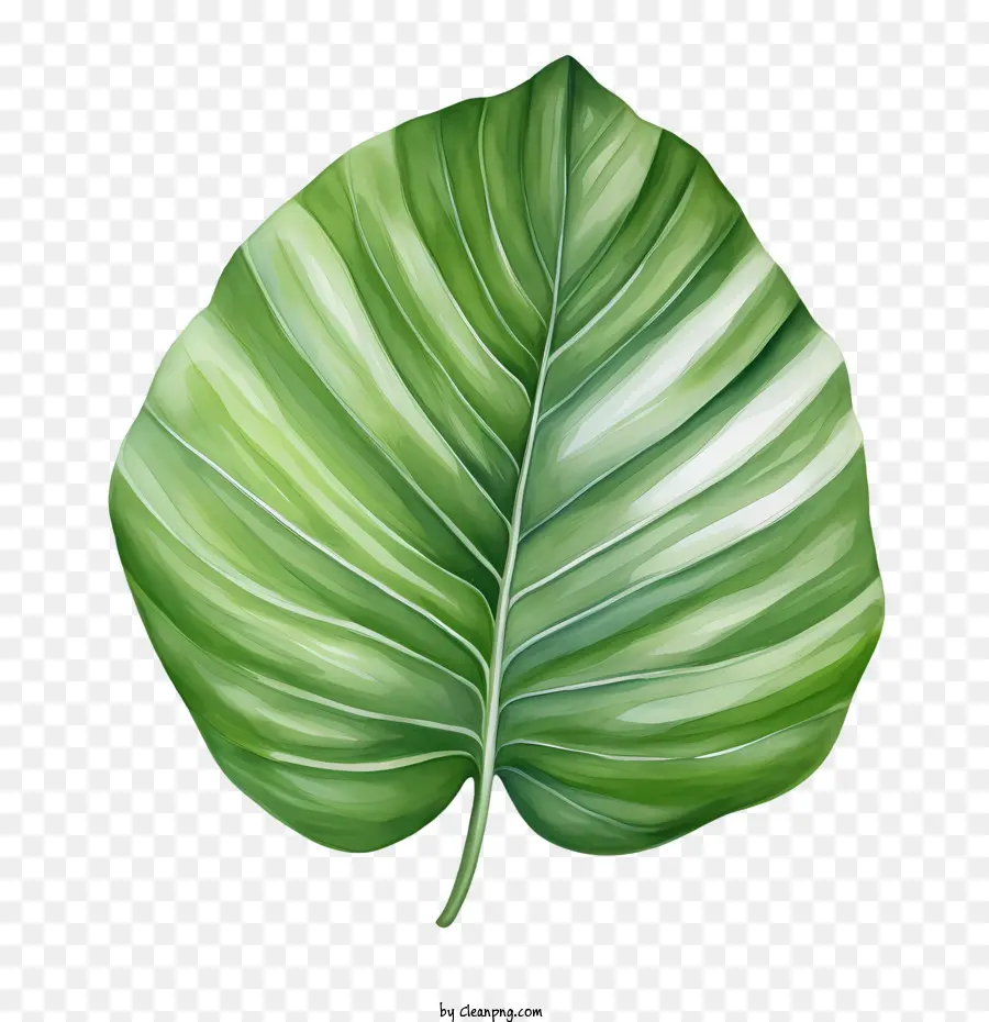 Daun Tropis，Daun PNG