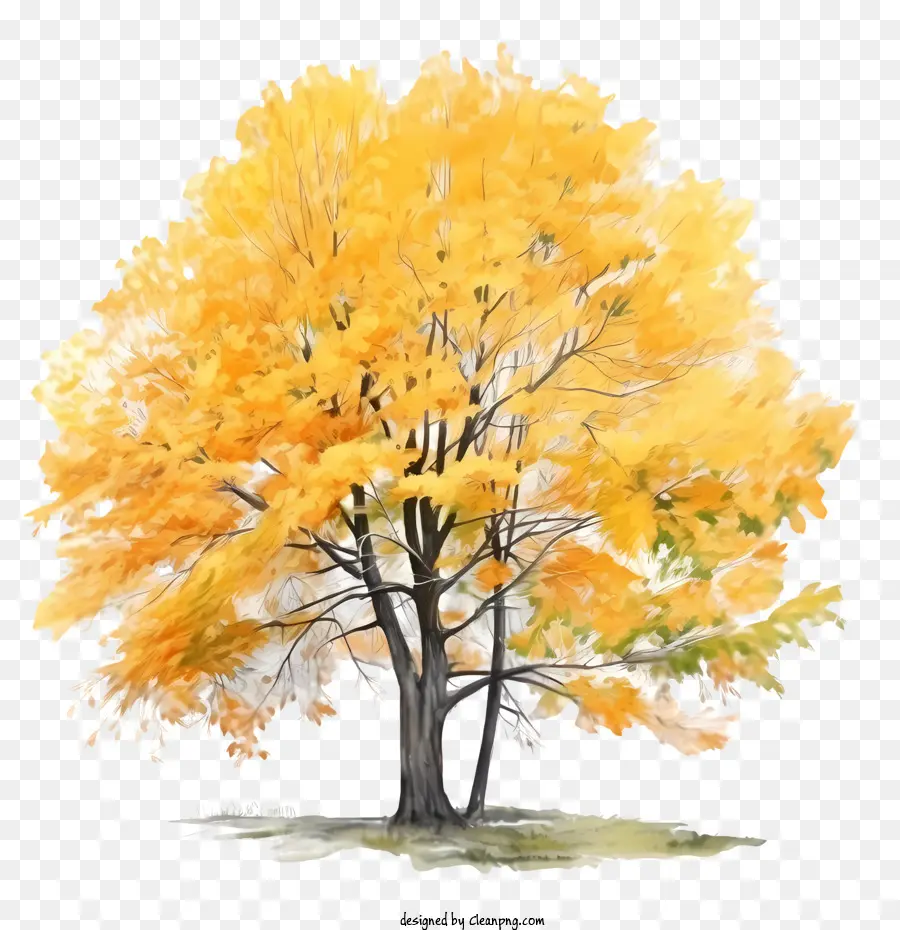 Pohon Musim Gugur，Pohon Kuning PNG